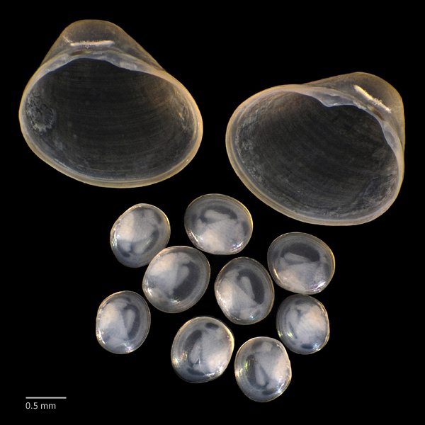 Photo of Pisidium ventricosum by Ian Gardiner